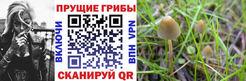 Псилоцибиновые грибы GOLDEN TEACHER Бабаево
